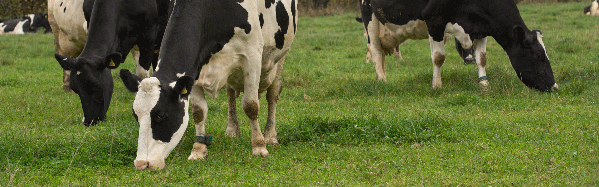 Beef Vitamins